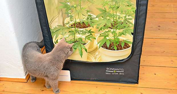 Bonsanto Mini Grow Zelt im Test: Kompakter Indoor-Garten?